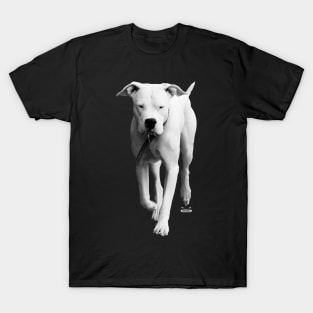 dogo argentino / Swiss Artwork Photography T-Shirt